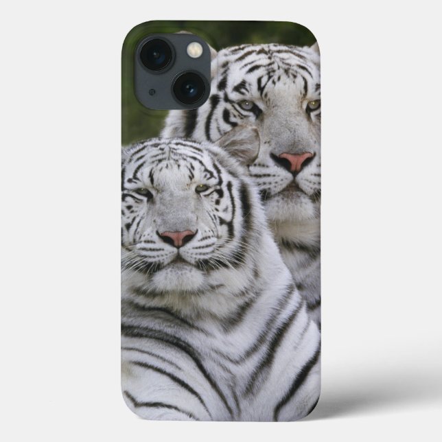 Weiße Phase, bengalischer Tiger, der Tigris Case-Mate iPhone Hülle (Rückseite)