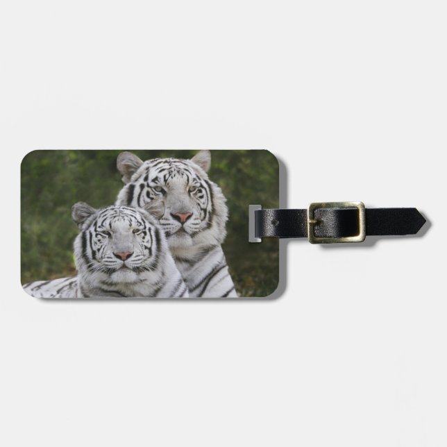 Weiße Phase, bengalischer Tiger, der Tigris Gepäckanhänger (Vorderseite horizontal)