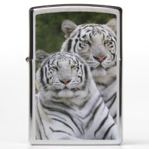 Weiße Phase, Bengalischer Tiger, Tigris