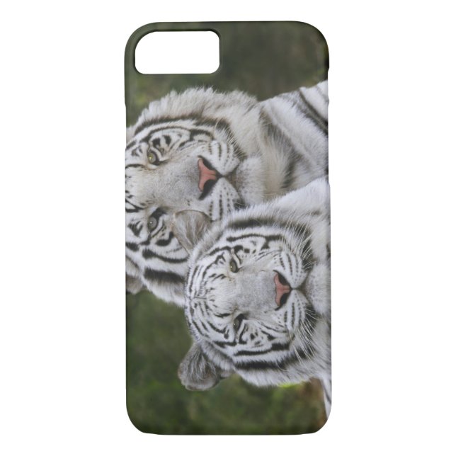 Weiße Phase, Bengalischer Tiger, Tigris Case-Mate iPhone Hülle (Rückseite)