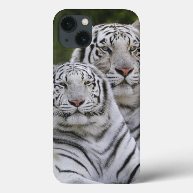 Weiße Phase, Bengalischer Tiger, Tigris Case-Mate iPhone Hülle (Rückseite)