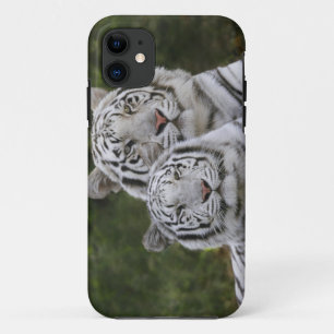 Weiße Phase, Bengalischer Tiger, Tigris iPhone 11 Hülle