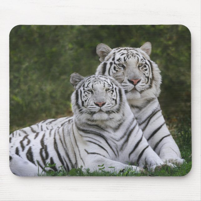Weiße Phase, Bengalischer Tiger, Tigris Mousepad (Vorne)
