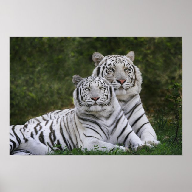 Weiße Phase, Bengalischer Tiger, Tigris Poster (Vorne)