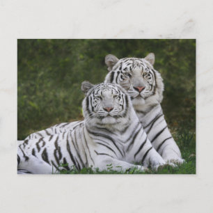 Weiße Phase, Bengalischer Tiger, Tigris Postkarte