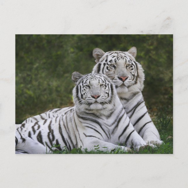 Weiße Phase, Bengalischer Tiger, Tigris Postkarte (Vorderseite)