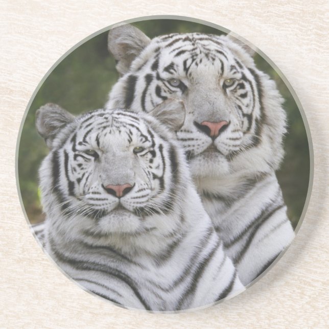 Weiße Phase, Bengalischer Tiger, Tigris Sandstein Untersetzer (Vorne)