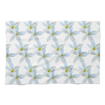 Weiße Plumeria Blooms