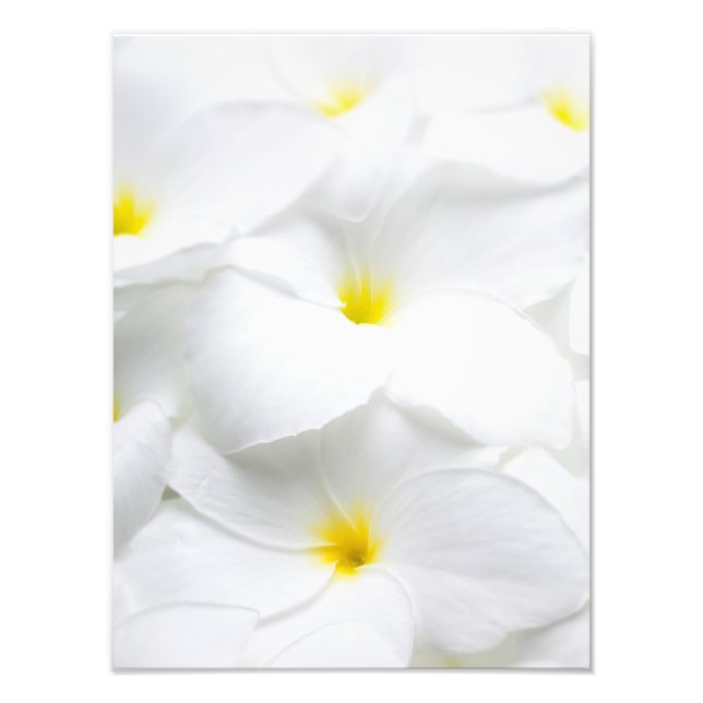 Weiße Plumeria Frangipani Hawaiianische tropische  Fotodruck (Vorne)