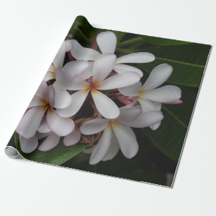 Weiße Plumeria Geschenkpapier