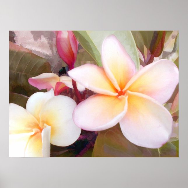 Weiße Plumeria Poster (Vorne)