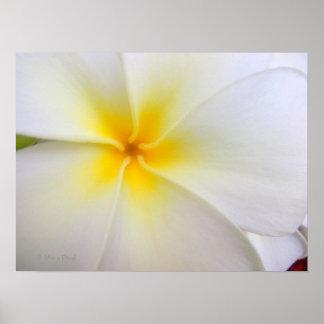 Weiße Plumeria Poster