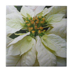 Weiße Poinsettia Elegante Weihnachtsfeier Floral Fliese
