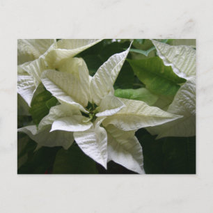 Weiße Poinsettie Grüne Feiertage Weihnachten