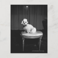Weiße Poodle sitzend auf Hocker B&W
