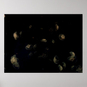Weiße Qualle Poster