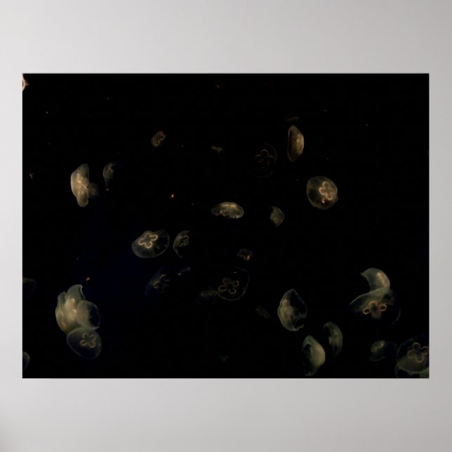 Weiße Qualle Poster (Vorne)