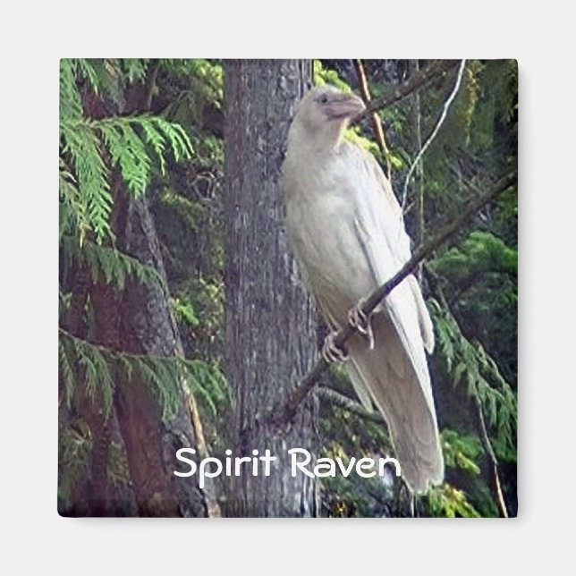 Weiße Raven-Magnete Magnet (Vorne)