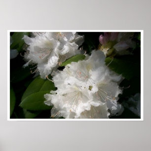 Weiße Rhododendren Poster