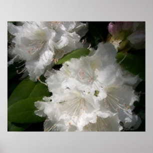 Weiße Rhododendren Poster