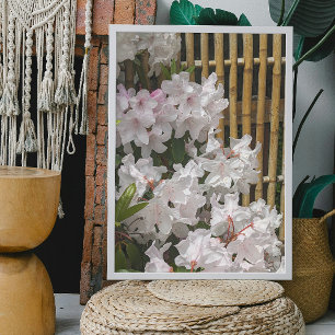 Weiße Rhododendron Blooms und Bambuszaun Blumen Poster