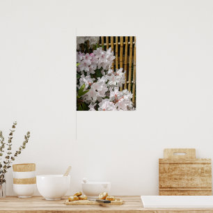 Weiße Rhododendronblüten und Bambuszaun Blumenbild Poster