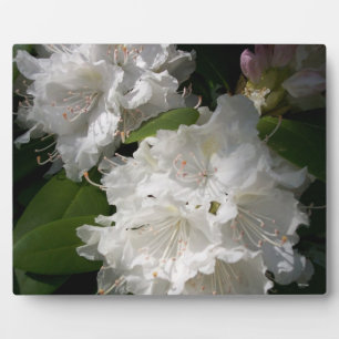 Weiße Rhododenronen in der Bloom Plaque Fotoplatte