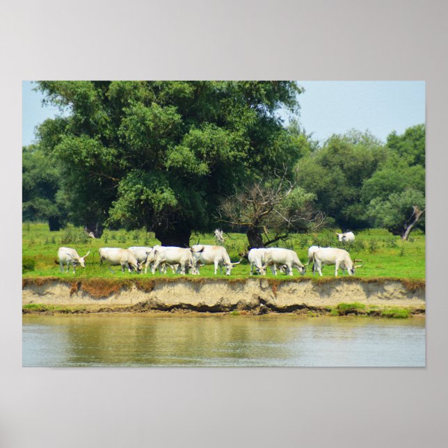 Weiße Rinder und Fluss Donau Poster (Vorne)