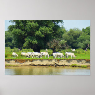 Weiße Rinder und Fluss Donau Poster
