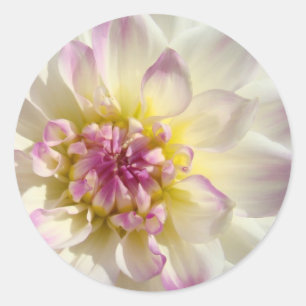 Weiße rosa florale Aufkleber Dahlie Blumen individ