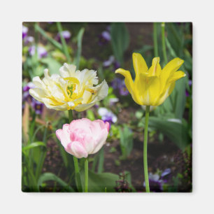 Weiße, rosa und gelbe Tulpen im Garten Magnet