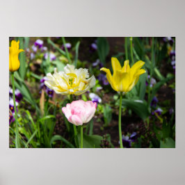 Weiße, rosa und gelbe Tulpen im Garten Poster