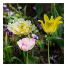 Weiße, rosa und gelbe Tulpen im Garten
