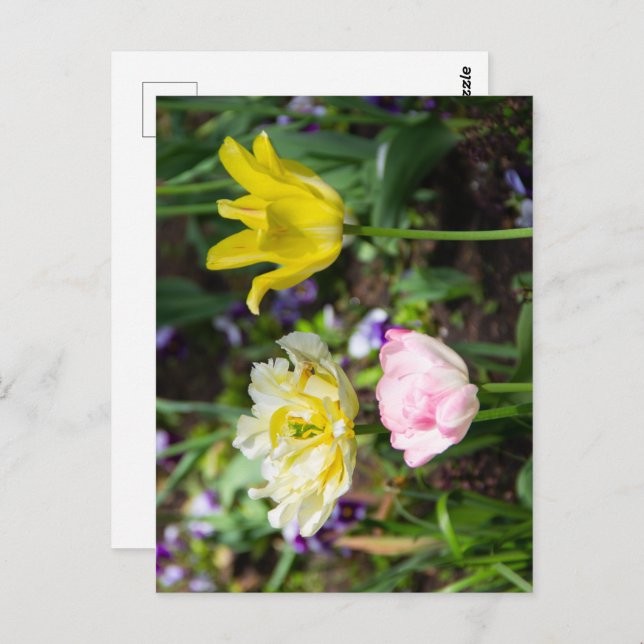 Weiße, rosa und gelbe Tulpen im Garten Postkarte (Vorne/Hinten)