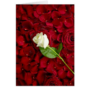 Weiße Rose auf roten Blumenblättern