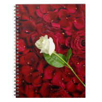 Weiße Rose auf roten Blumenblättern