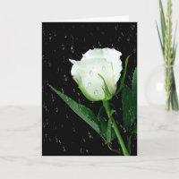 Weiße Rose auf Schwarz mit Regentropfen