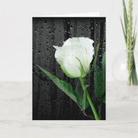 Weiße Rose auf Schwarz mit Regentropfen