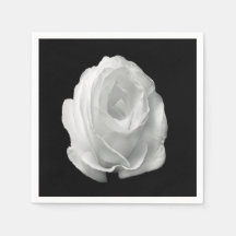 weiße-Rose-auf-schwarzem-Hintergrund