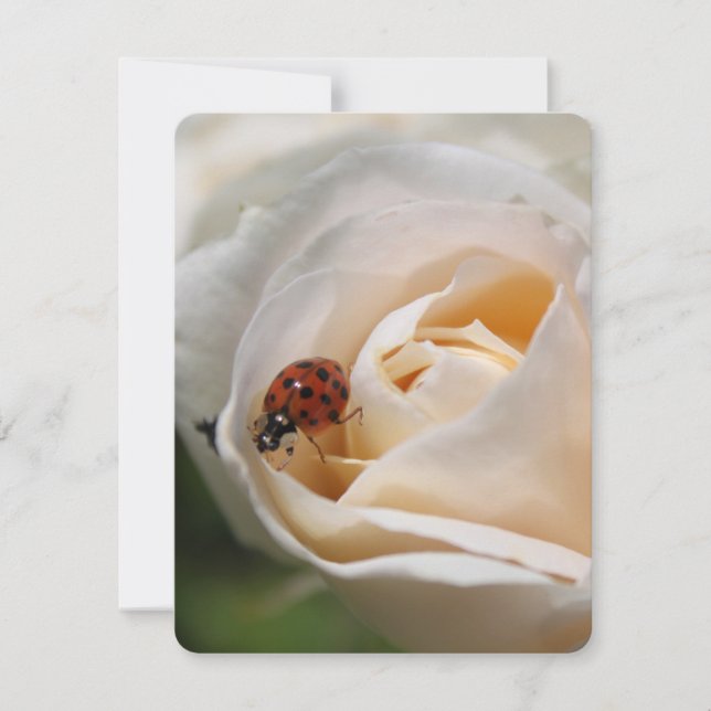 Weiße Rose Blume und Ladybug, blühend (Vorderseite)