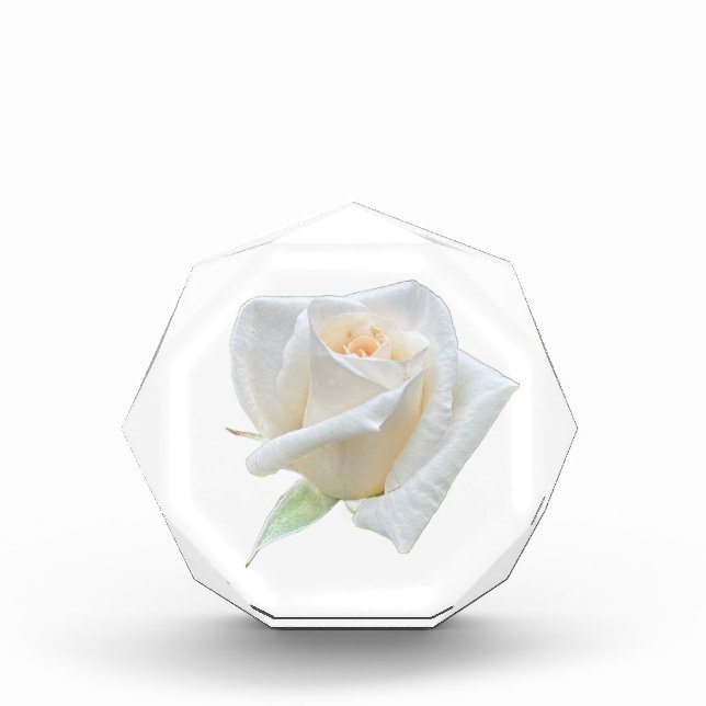 Weiße Rose Fotoblock (Vorderseite)