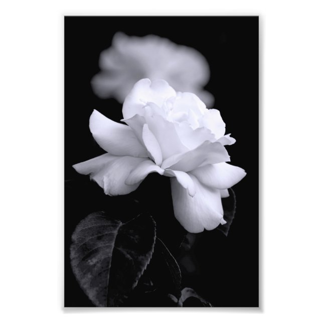 Weiße Rose Fotodruck (Vorne)