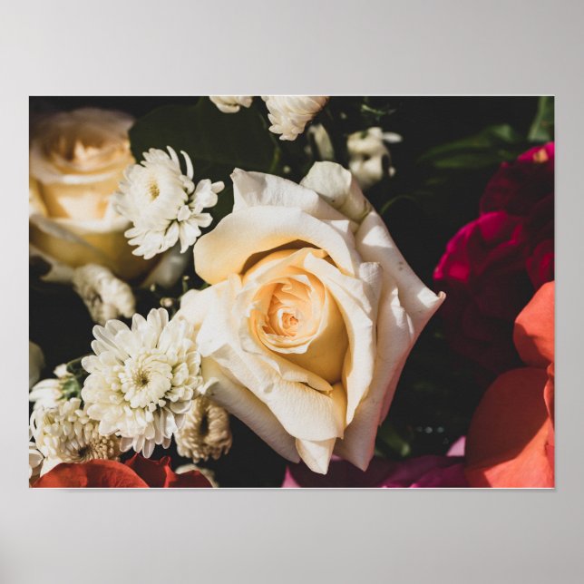 Weiße Rose Fotografie Poster (Vorne)