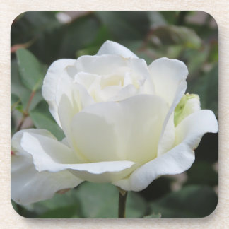 Weiße Rose Getränkeuntersetzer