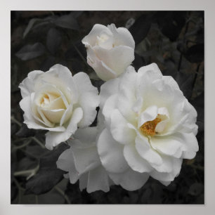 weiße Rose in grau Poster