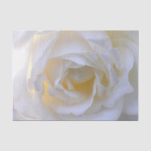 Weiße Rose in weichem Fokus Seidenpapier