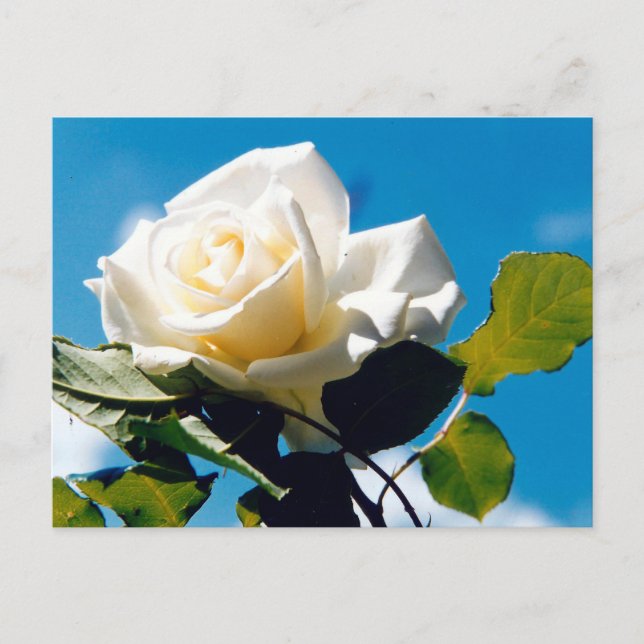 Weiße Rose - Leben feiern Postkarte (Vorderseite)