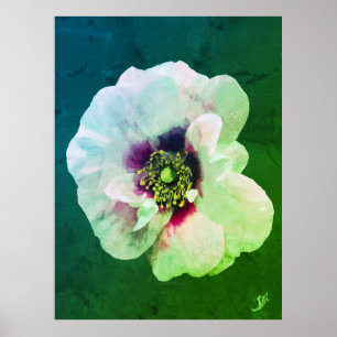 Weiße Rose mit dunklem Herz - Ölfarbe Poster
