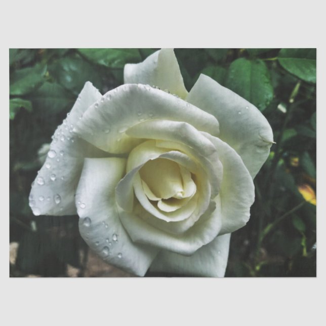 Weiße Rose mit dunklem Hintergrund Seidenpapier (Vorderseite)