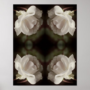 Weiße Rose mit Regentropfen Abstrakte Vintage Poster